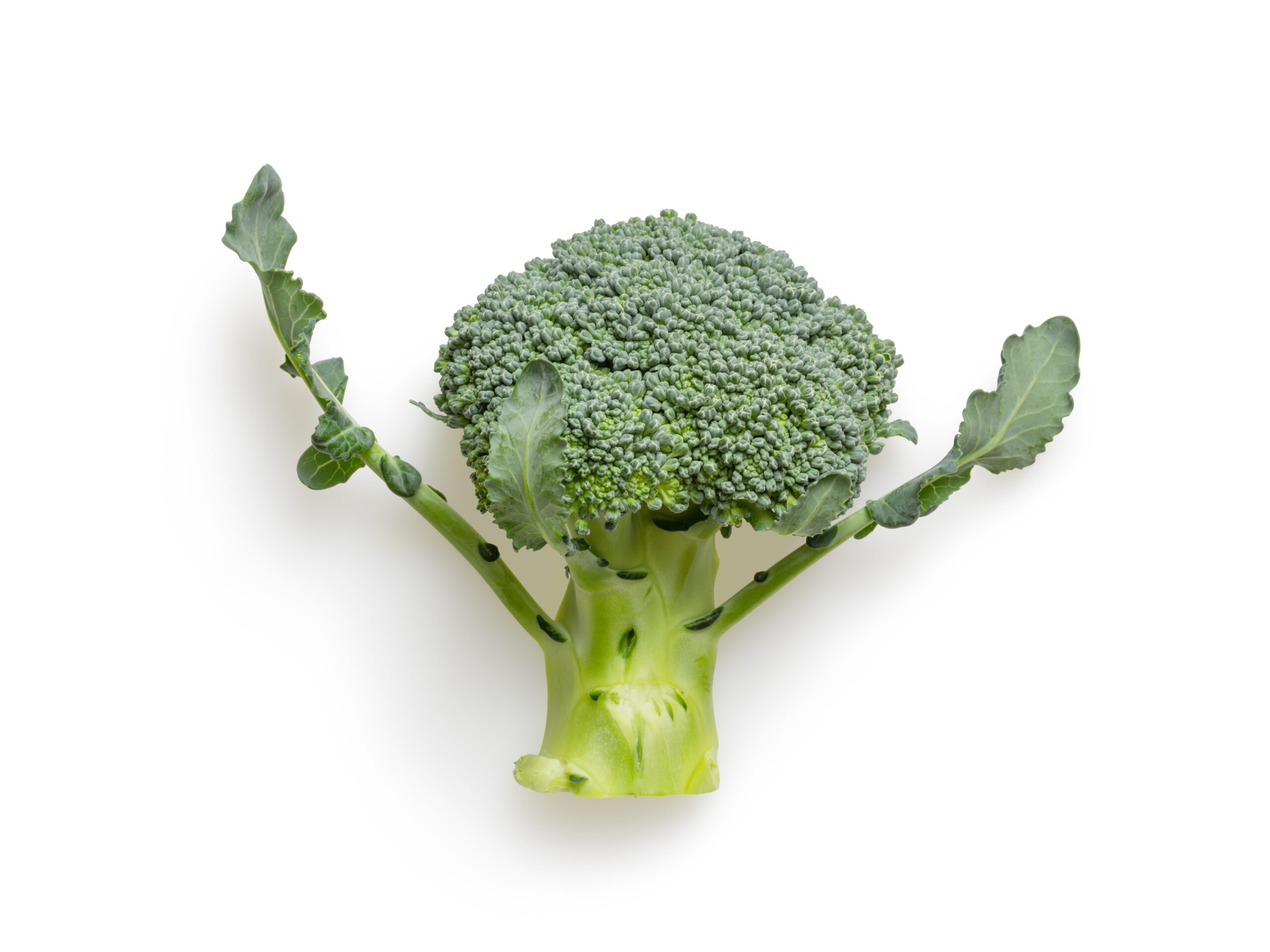 Is Broccoli Good For the Brain?