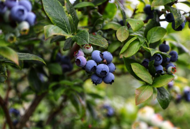 Blueberry Plant